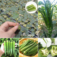 ปลูกง่าย ปลูกได้ทั่วไทย ของแท้ 100% 50pcs Okra Seeds Organic Fresh Vegetable Seeds เมล็ดพันธุ์ผัก พันธุ์ไม้หายาก คุณค่าทางโภชนาการที่ดีต่อสุขภาพและสูง Plants Seeds for Home &amp; Garden Planting