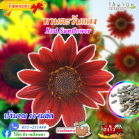 เมล็ดดอกไม้ ดอกทานตะวันแดง ซอง Red Sunflower 10 เมล็ด ดอกใหญ่ คุณภาพ