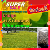 ส่งฟรี เมล็ดพันธุ์ถั่วบราซิล? บรรจุ 200เมล็ด ไม้ดอกไม้ประดับ จัดสวน พืชคลุมดิน บำรุงดิน ตกแต่งระเบียงตกแต่งสวน สนามหญ้า โปรโมชั่น เก็ง