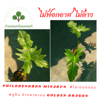 Philodendron Minarun  ฟิโลเดนดรอน พลูจีบ ด่างลายเมฆ Golden Dragon ไม้ฟอกอากาศ ไม้ด่าง ไม้ประดับ ในกระถาง 10 นิ้ว