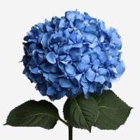 20 เมล็ด เมล็ดไฮเดรนเจีย Hydrangea Seeds สีฟ้า ไฮเดรนเยียสายพันธุ์ฝรั่งเศส ของแท้ 100% อัตรางอก 70-80% มีคู่มือปลูก ปลูกในกระถางได้