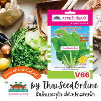 ADVOP ซฟ เมล็ดพันธุ์ ขาวปลี ขาวอินเตอร์ ตราตะวันต้นกล้า V66