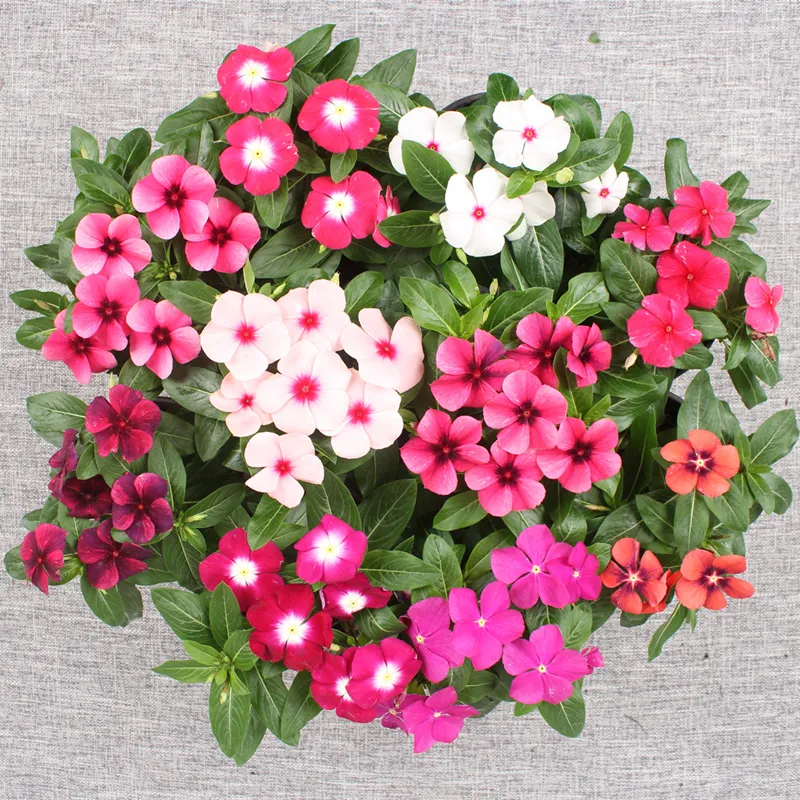 [High Quality Easy To Grow Seeds] 35pcs Potted Vinca Seeds Assorted Mix