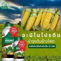 ข้าวโพด ฝักใหญ่ เมล็ดเต็ม ผลผลิตดี มีน้ำหนัก อะมิโนโปรตีนจำเป็นสำหรับพืช 18 ชนิด อะมิโนแรปเตอร์ โดย ไดโนเร็กซ์