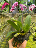 2BORCHIDS กล้วยไม้ช้าง คละสี ลุ้นดอก ต้นคู่ กล้วยไม้ ช้าง ORCHID Gigantea 2Bช้างต้นคู่