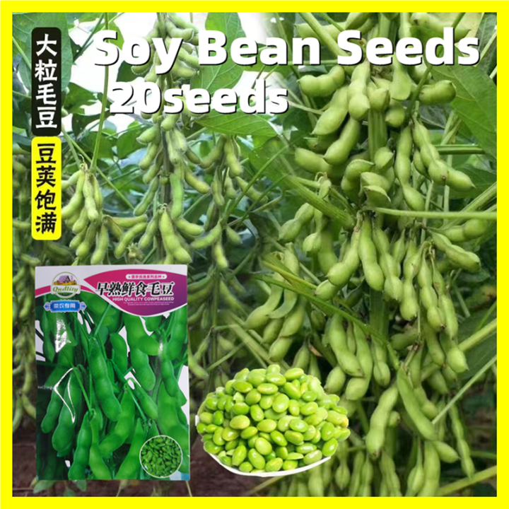 Green Soybean Edamame Seeds for Planting 100 Fresh 20 Seeds Benih