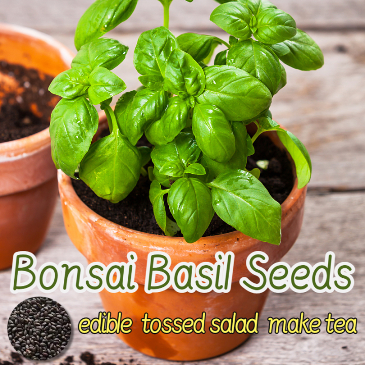 [Easy to grow in the Philippines] 150pcs Bonsai Basil Seeds for Planting Vegetable Plants Fresh