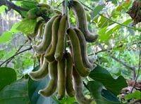 ขายส่ง เมล็ดหมามุ่ยอินเดีย mucuna pruriens พืชตระกูลถั่ว ถั่วเวลเวท Velvet bean สมุนไพรเพื่อสุขภาพ อาหารเสริม บำรุงกำลัง ถั่วและธัญพืช 50 เมล็ด