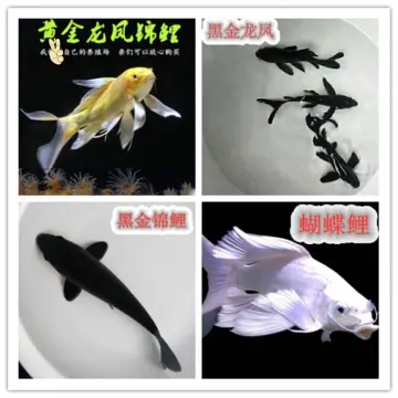Buy Butterfly Koi Fish Online | Lazada.Com.Ph