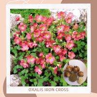 ขายดีอันดับ1 (พร้อมส่ง) หัว Oxalis iron cross 1ชุด4หัว คุ้มสุดสุด ต้นไม้ ฟอก อากาศ กระถาง ต้นไม้ ไม้ ประดับ ต้นไม้ ปลูก ใน บ้าน