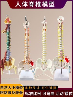 Spinal anatomical model of the human body vertebra bone skeleton lumbar 1:1 simulation flexible neural teaching ridge medicine.