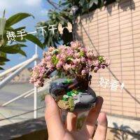 2023 สต็อกไม้สร้างอนุภาคขนาดเล็กอย่างรวดเร็วต้นซากุระกระถาง succulents บอนไซของเล่นตกแต่งบ้านของขวัญวันครู