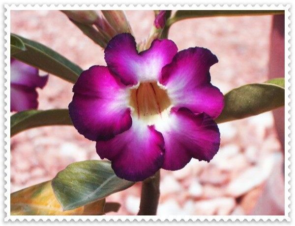 เมล็ด-ชวนชม-ฮอลแลนด์ดอกชั้นเดียวสีม่วง-obesum-purplecolor-seeds-10-เมล็ด