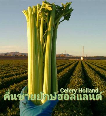 คื่นช่่ายยักษ์ฮอลแลนด์  Celery Holland Seed เมล็ดพันธุ์คื่นฉ่าย บรรรจุ 100 เมล็ด 10 บาท