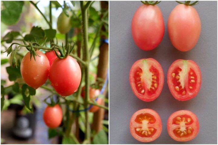 มะเขือเทศสีดา-ตำส้ม-seeda-tomato-seed-เมล็ดพันธุ์มะเขือเทศสีดา-บรรรจุ-20-เมล็ด-10-บาท