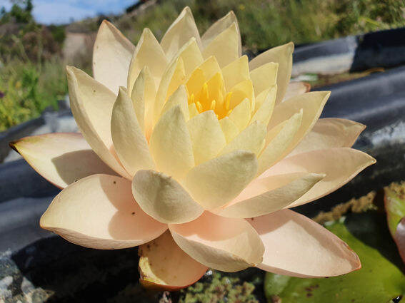 5-เมล็ด-บัวนอก-บัวนำเข้า-บัวสายพันธุ์-pink-lavalette-lotus-seeds-สีเหลือง-ครีม-บัวแคระ-พันธุ์เล็ก-จิ๋ว-ปลูกในสภาพอากาศประเทศไทยได้