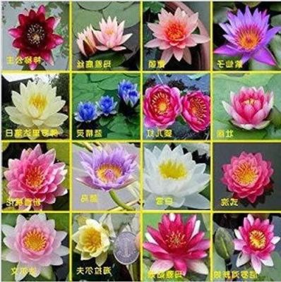 5 เมล็ด เมล็ดบัว คละสี ดอกใหญ่ ของแท้ 100% เมล็ดพันธุ์บัวดอกบัว ปลูกบัว เม็ดบัว สวนบัว บัวอ่าง Lotus seeds.