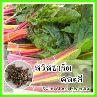 พร้อมส่ง ❗❗ รหัส 009 เมล็ดพันธุ์แท้ OP สวิสชาร์ตคละสี - MIX SWISS CHARD สีสวย ปลูกง่าย โตไว ผักสลัด ปลูกในกระถางได้ พร้อมคู่มือการปลูก