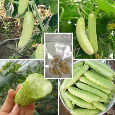 เมล็ดพันธุ์แตงกวาขาว 10เมล็ด เมล็ดแตงกวาสีขาว [10แถม1] White Cucumber Seeds