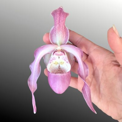 20 เมล็ดพันธุ์ เมล็ดกล้วยไม้ กล้วยไม้ กล้วยไม้เอื้อง (Phragmipedium Orchids) Orchid flower seed อัตราการงอก 80-85%.