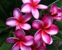 30 เมล็ดพันธุ์ เมล็ด ลั่นทม หรือ ลีลาวดี สายพันธุ์แคระ Frangipani Plumeria Seed นำเข้าจากฮาวาย เปอร์เซ็นต์การงอก 80-85%