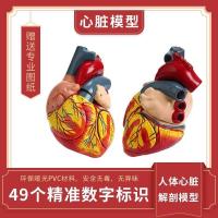 1:1 human heart anatomy model B super colour to exceed removable natural big heart medical teaching model