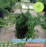 โรสแมรี่ ต้นโรสแมรี่พันธ์เลื้อย Rosemary ต้นกล้าพร้อมปลูก รากแน่น แข็งแรง สูงประมาณ 20-40 เซน