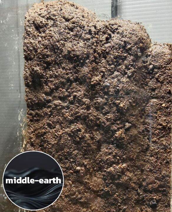 Terrarium Substrate (Moss Wall 400ml) Lazada