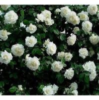 30 เมล็ด เมล็ดพันธุ์ Garden Seeds ดอกกุหลาบ สีขาว พันธุ์แคระ กุหลาบจิ๋ว Rose Seeds