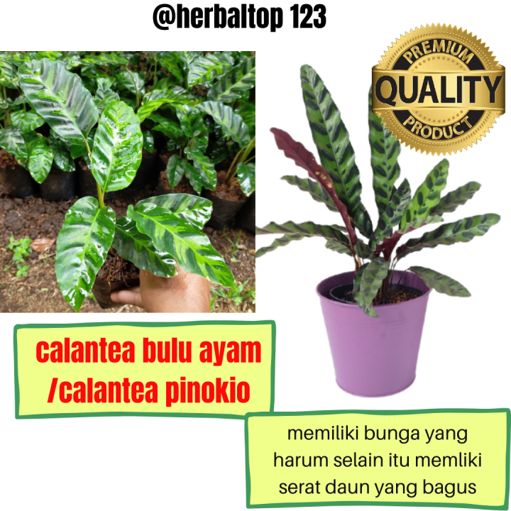 Tanaman Hias Calathea Lancifolia Calate Calatea Bulu Ayam Lazada