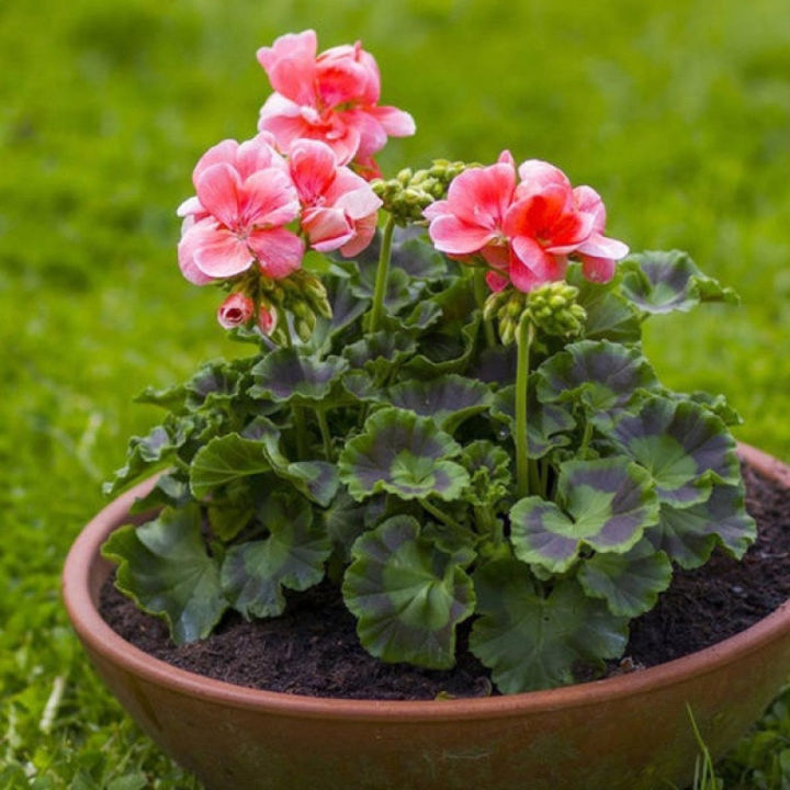 ว้าว-บอนสี-100เมล็ด-เมล็ดพันธุ์-เจอราเนียม-geranium-seeds-พันธุ์ไม้ดอก-เมล็ดดอกไม้-ต้นไม้ฟอกอากาศ-เมล็ดดอกไม้-ไม้ประดับ-พร้อมจัดส่ง-พรรณ-ไม้-น้ำ-พรรณ-ไม้-ทุก-ชนิด-พรรณ-ไม้-น้ำ-สวยงาม-พรรณ-ไม้-มงคล