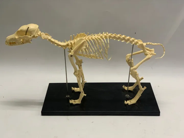 Assembly Small Dog Skeleton Anatomical Model Animal Anatomy Veterinary  Teaching Demonstration Tool | Lazada PH