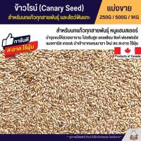 ข้าวไรย์ Canada Canary Seed อาหารนกแก้ว และสัตว์พันแทะ ข้าวไรน์บำรุงให้ขนสวย มันเงา (แบ่งขาย 250G / 500G / 1KG)