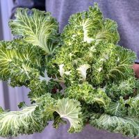 เมล็ดพันธุ์ เคลแคสเปอร์ ใบหงิกก้านขาว Casper Kale F1 Seed บรรจุ 50 เมล็ด เมล็ดพันธุ์พืช เมล็ดพันธุ์ผัก เมล็ดพันธุ์ดอกไม้ ของแท้