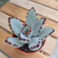 คาลันโชแพนด้า (Kalanchoe tomentosa Panda Plant) ส่งทั้งกระถาง ขนาด 2 นิ้ว