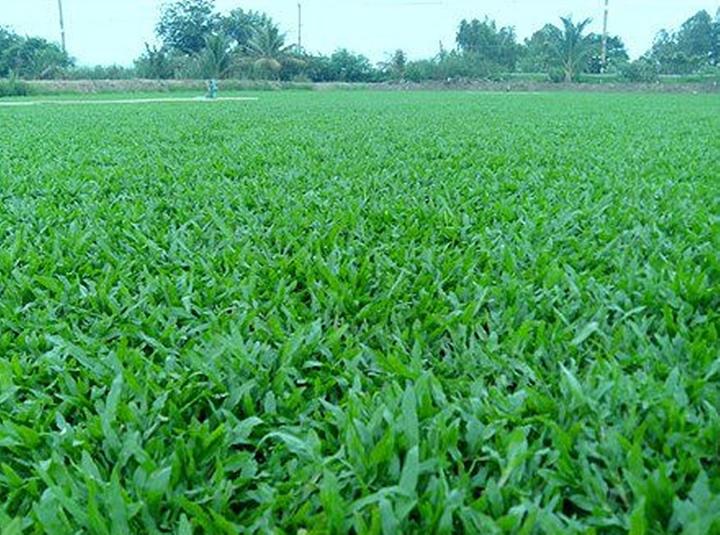 ขายส่ง-10-ออนซ์-เมล็ดหญ้ามาเลเซีย-tropical-carpet-grass-savanna-grass-หญ้าเห็บ-หญ้าไผ่-หญ้าปูสนาม-สนามหญ้า-พืชตระกูลหญ้า-เมล็ดพันธ์หญ้า-ปูหญ้า-ปูสนาม-สนามหญ้าและสวน-การดูแลหญ้า-ชนิดหญ้า-พรรณไม้และเมล็