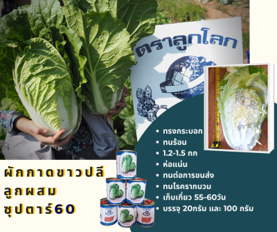 เมล็ดพันธุ์ผักกาดขาวปลีซุปตาร์ 60 (ตราลูกโลก) ขนาด 100 กรัม