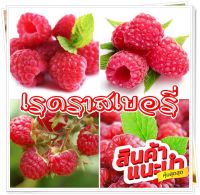 เมล็ดพันธุ์เรดราสเบอรี่ Redraspberry?? (บรรจุ 100 เมล็ด)..