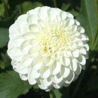 1 หัว/ออเดอร์ รักเร่ Dahlia rhizome สายพันธุ์ Brookside Snowball หัวรักเร่ ดอกไม้ หัวหน่อ เหง้า นำเข้า เนเธอร์แลน