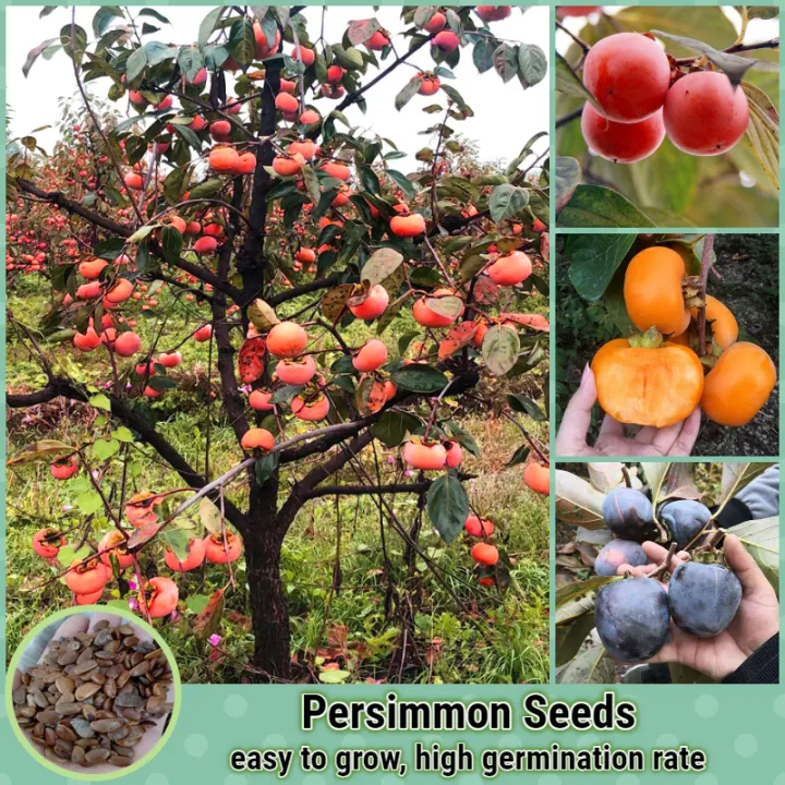[Easy To Grow] Mixed Persimmon Growing Seeds Bonsai Fruit Tree Seed