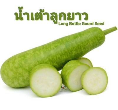 น้ำเต้าลูกยาว Long Bottle Gourd Seed เมล็ดพันธุ์น้ำเต้าลูกยาว บรรรจุ 3 เมล็ด 10 บาท