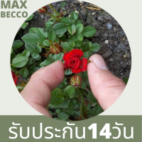 30 เมล็ด เมล็ดพันธุ์ Seeds  ดอกกุหลาบ สีแดง พันธุ์แคระ กุหลาบจิ๋ว Rose Seeds