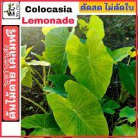 Nadthida Colocasia Lemoned ตัดสด พร้อมใบ โคโลคาเซีย เลม่อนเนด  ไม่ใช่ Lemon Lime , Red eye ไม่ใช่ บอนนา ทองระย้า ไม่ใช่ Maui Gold Nadtida ต้นไม้ตายระหว่างขนส่ง เคลมฟรี