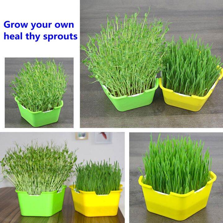 bean-sprouts-growing-tray-seed-seedling-starter-dish-greenhouse-hydroponics-plant-cat-grass-germination-nursery-pot-grow-box