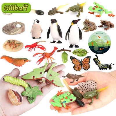 ZZOOI Latest Lifelike Animals Panda Moth Life Cycle Insect Penguin Frog Figurines DIY Action Figures Early Education Toys for Children