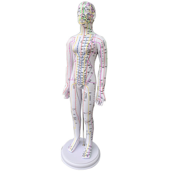 zhenghe-acupuncture-acupuncture-body-model-meridian-acupuncture-model-รูปภาพแพทย์แผนจีนทั้งตัว