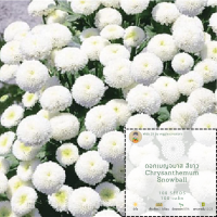 เมล็ดพันธุ์ดอกเบญจมาศ สีขาว Chrysanthemum Snowball Flower