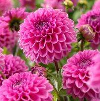 1 หัว/ออเดอร์ รักเร่ Dahlia Flower Bulb สายพันธุ์ PINK RUNNER หัวรักเร่ ดอกไม้ หัวหน่อ เหง้า นำเข้า เนเธอร์แลน หัวสดใหม่