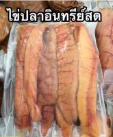 ไข่ปลาอินทรีย์ อาหารทะเลแห้ง  ปลาหมึกแห้ง ไม่เค็ม อาหารทะเลแห้ง สดใหม่ทุกวัน ปลอดสารพิษ -  Hunter Seafood