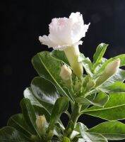 5 เมล็ด เมล็ดพันธุ์ ชวนชม ลูกผสมไฮบริด สายพันธุ์ SnowWhite สีขาว กุหลาบทะเลทราย Desert Rose Adenium seed ราชินีบอนไซ ปลูกง่ายมาก รีบสะสม